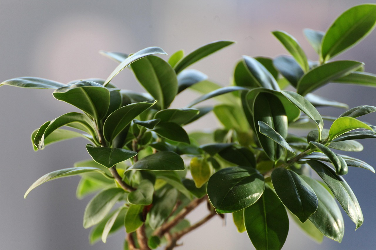 Bonsai di ficus ginseng con foglie verdi, posizionato su un tavolo in un ambiente interno.