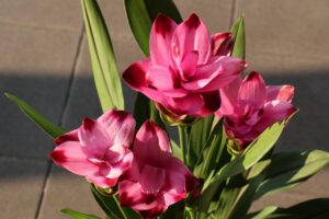 Fiori di curcuma in vaso, dai colori vivaci e duraturi, perfetti per decorare gli spazi interni.