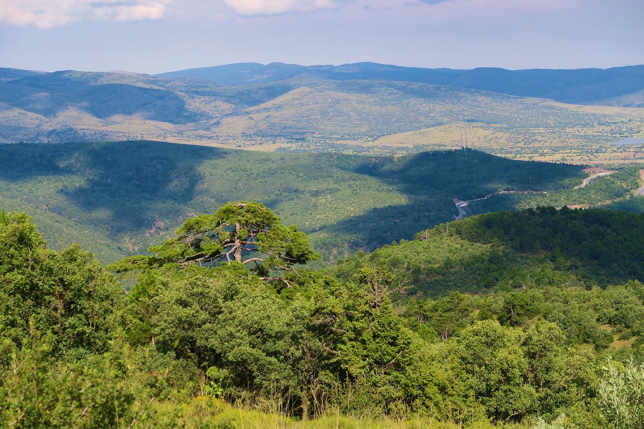 Panorama del Parco Nazionale della Sila, con alberi verdi e cielo azzurro, simbolo di aria pura e natura incontaminata.