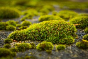 Muschio verde su prato, con attrezzi ecologici per la sua rimozione.