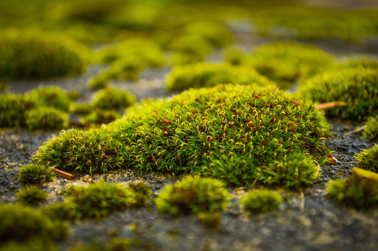 Muschio verde su prato, con attrezzi ecologici per la sua rimozione.